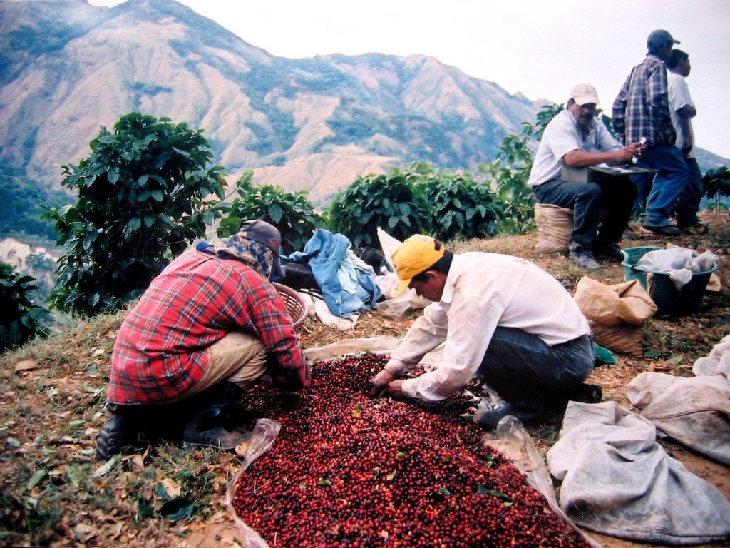farmers harvesting ingredients in the mountains