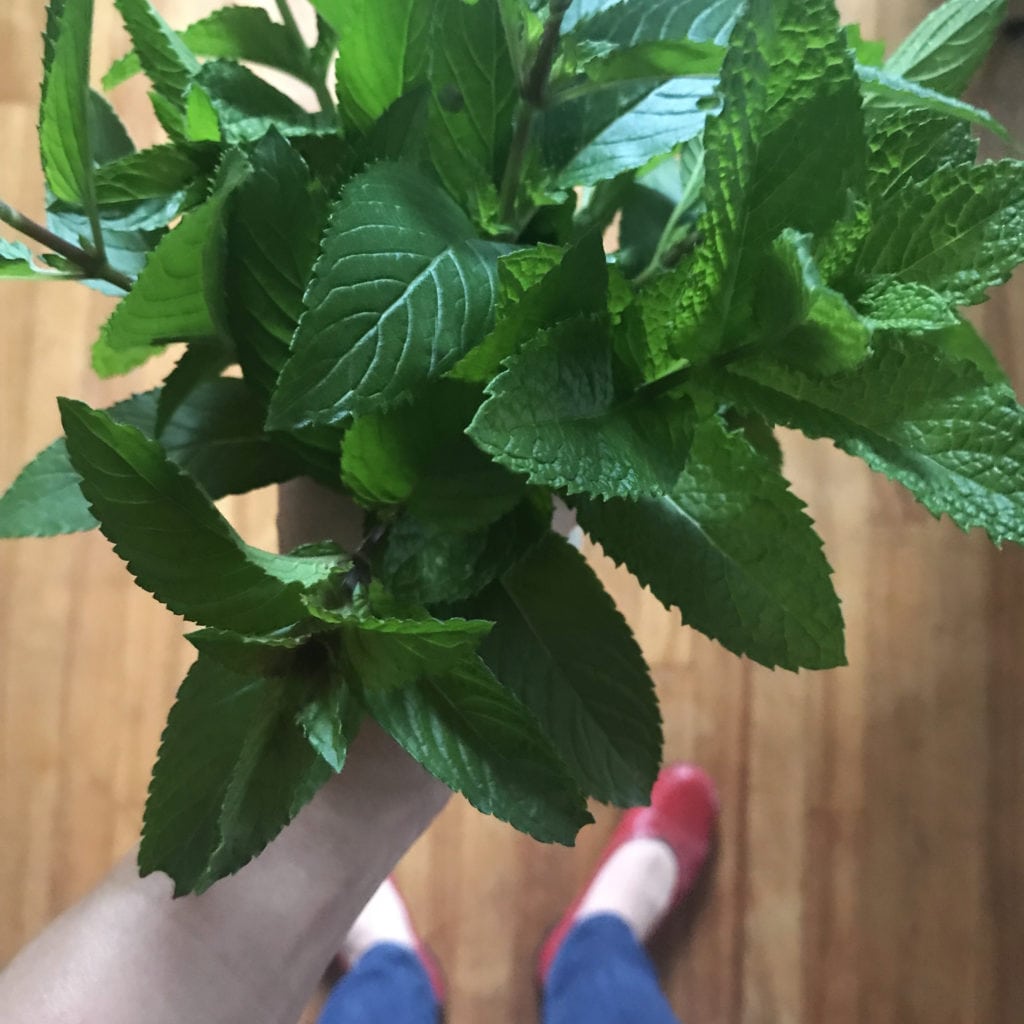 mint bouquet of picked mint