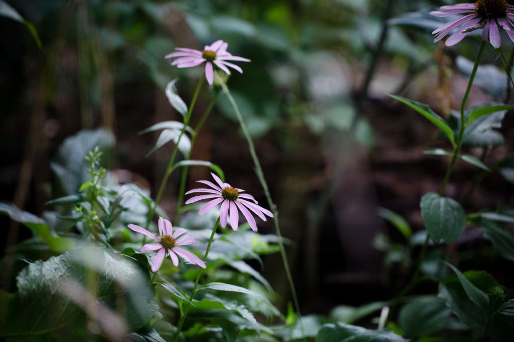 close up of pink flowers growing in the woods