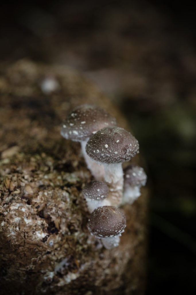 close up of mushrooms growing on a log