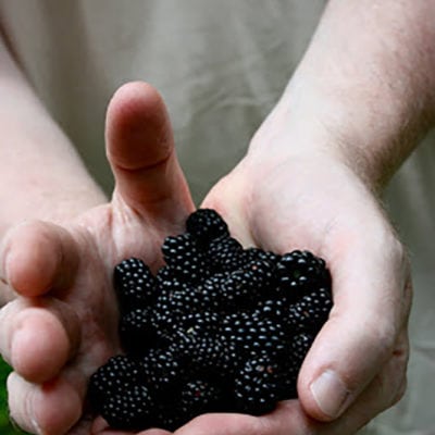 blackberries in hand