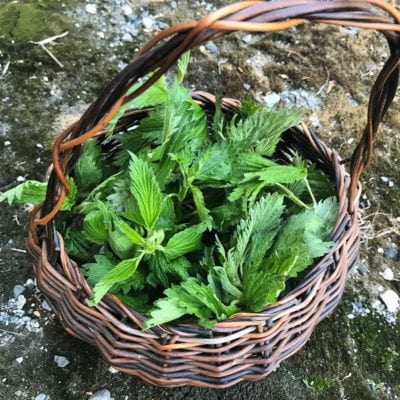 mini basket filled with fresh picked mint