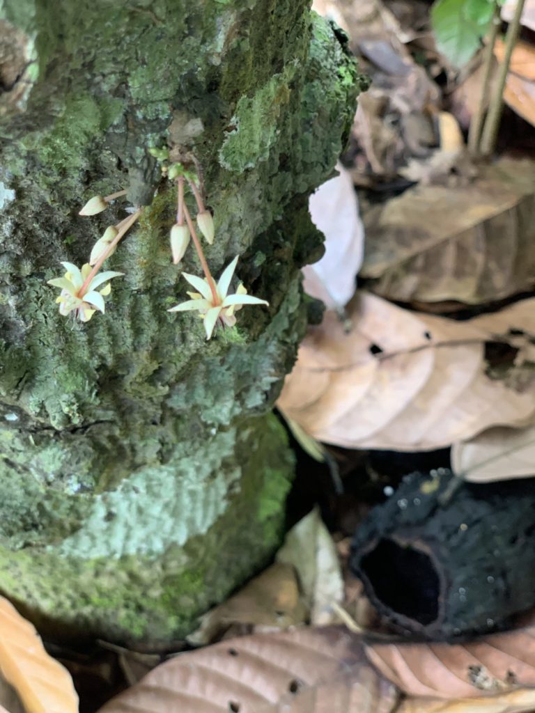 chocolate starts off as a delicate white flower along the trunk of a cacao tree