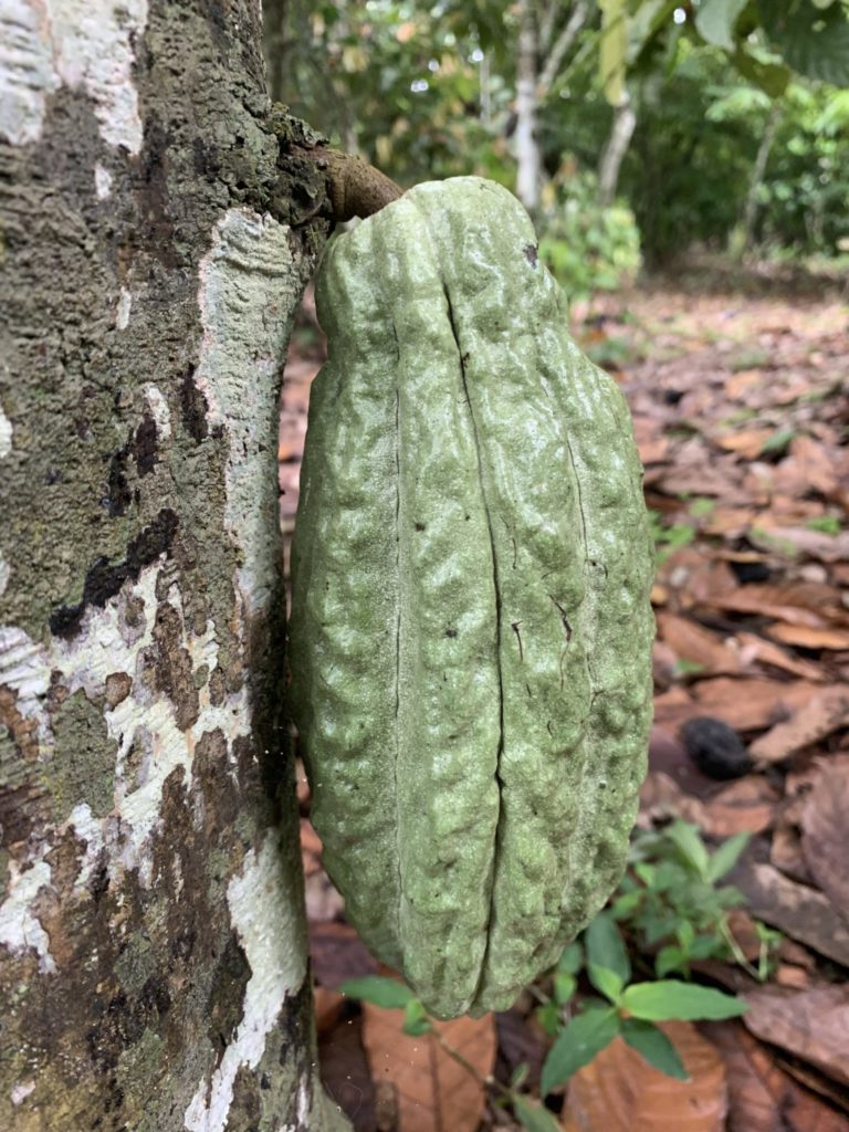 heirloom cacao pod ripening in Ecuador