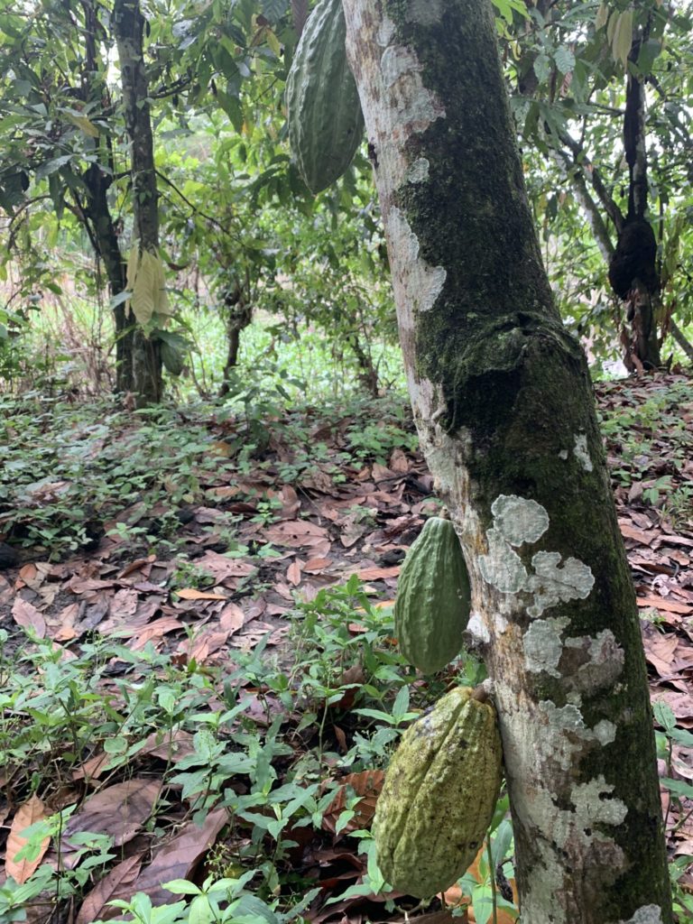 cacao pods ripening as seen by Tavernier Chocolates on a recent chocolate sourcing trip in Ecuador