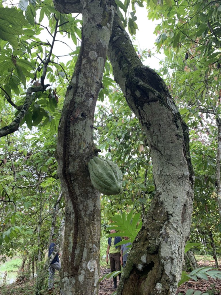 Know your chocolate sourcing: cacao pods ripening in Ecuador