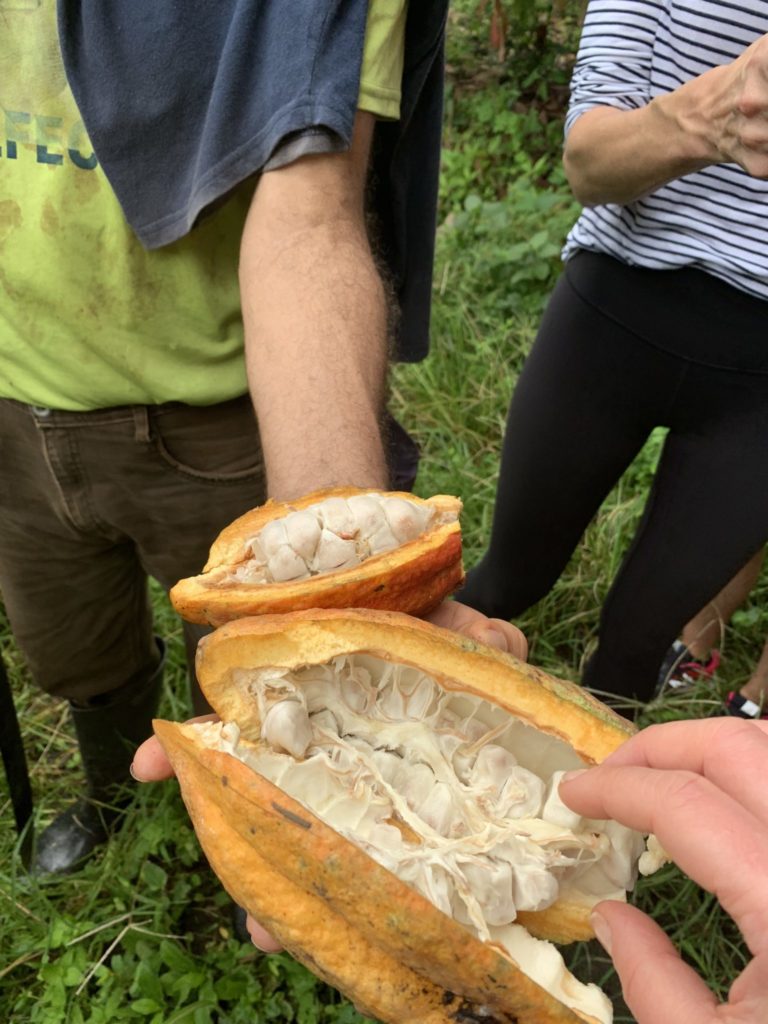 fresh chocolate from a cacao plantation in Ecuador