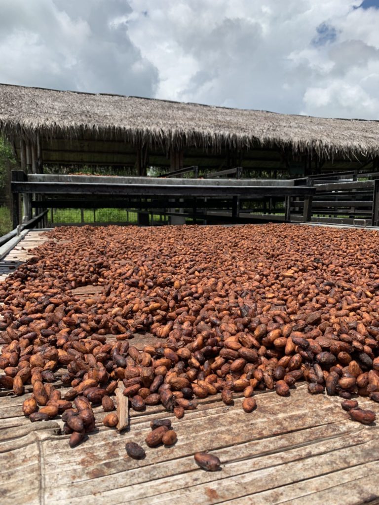 Tavernier Chocolates in Ecuador watching the sun-drying process for cacao