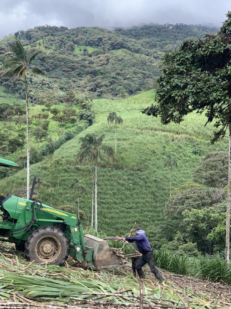 Gathering and cutting sugarcane in Ecuador