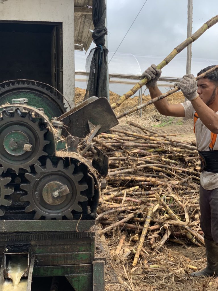 juicing the sugarcane to make panela in ecuador