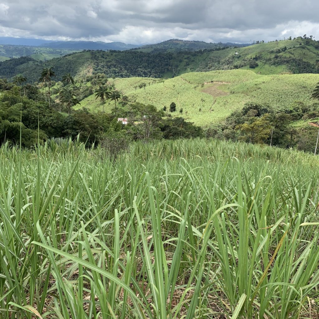 sugarcane fields in the ecuadorian andes