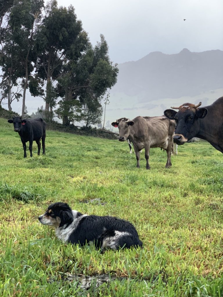 dairy cows in the Ecuadorian Andes with a sweet dog