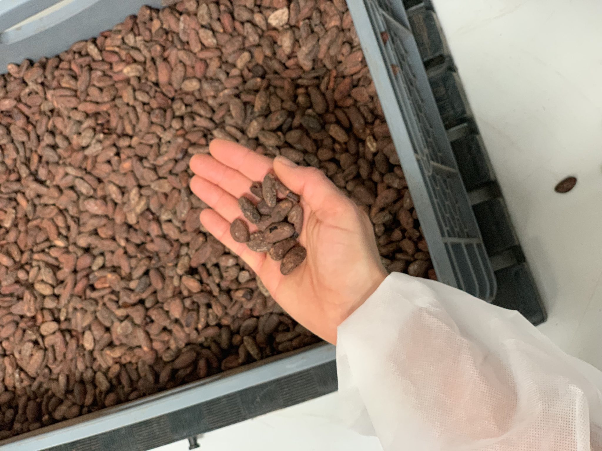 Chocolate Source Ecuador Tavernier Chocolates