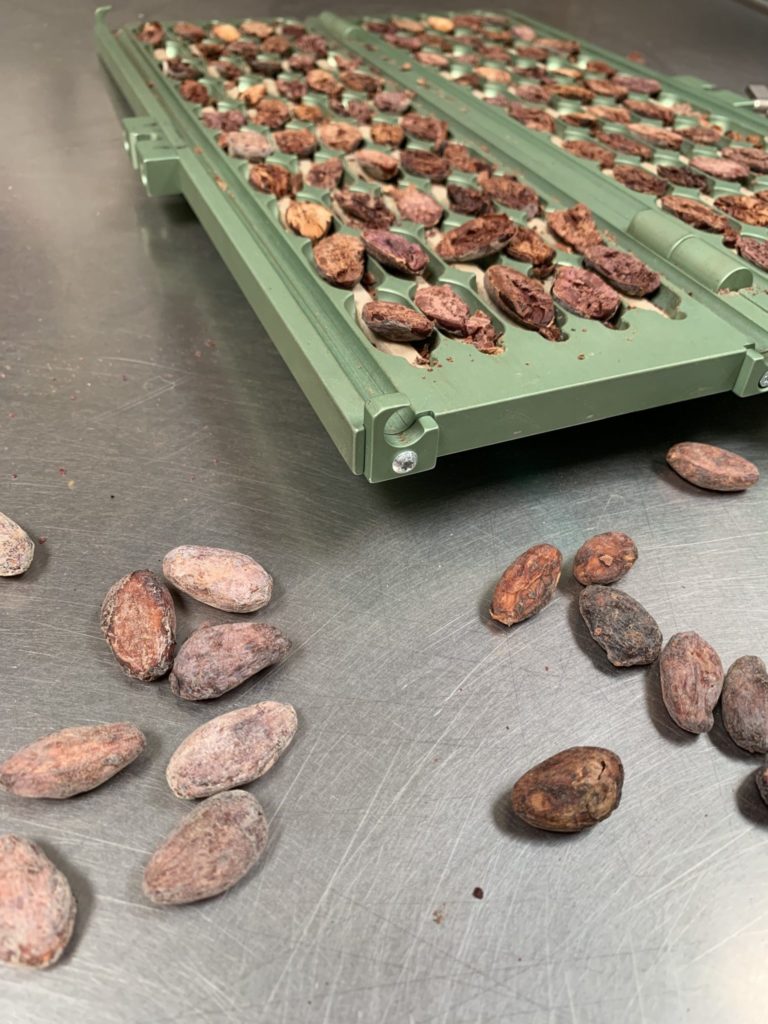 cacao beans cut and ready to be graded before roasting