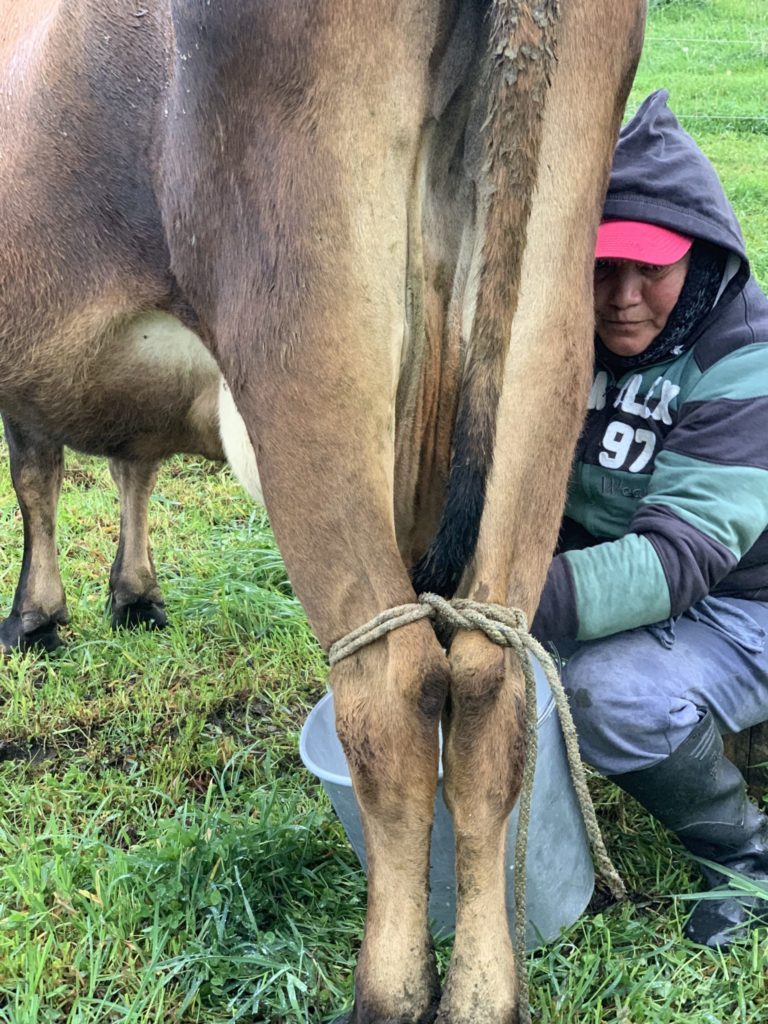 cow being milked in the Ecuadorian Andes