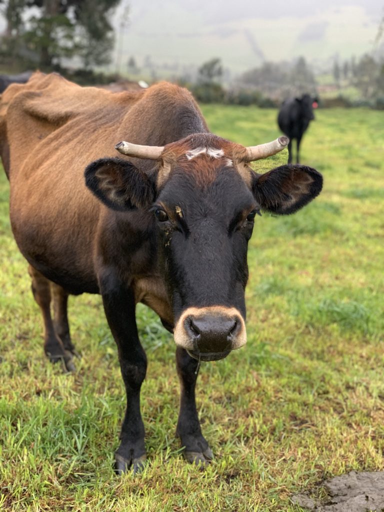 Bull at Ecuadorian milking farm