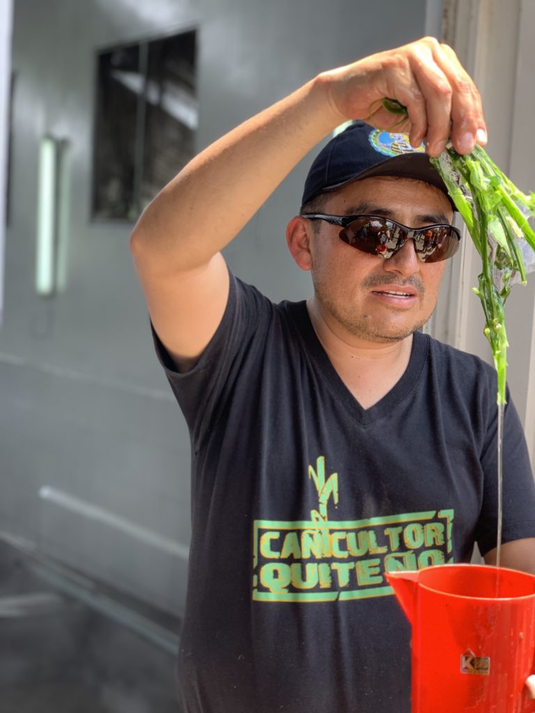 a native plant that acts as a natural water filter used during panela-making