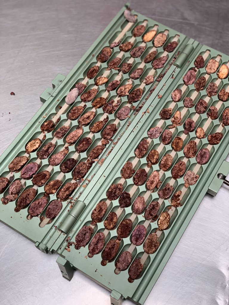 cacao beans cut and ready to be graded before roasting