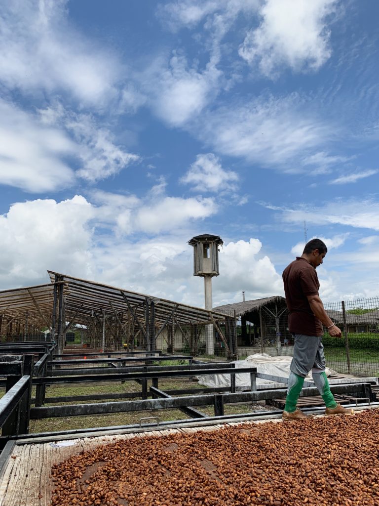 Tavernier Chocolates in Ecuador watching the sun-drying process for cacao
