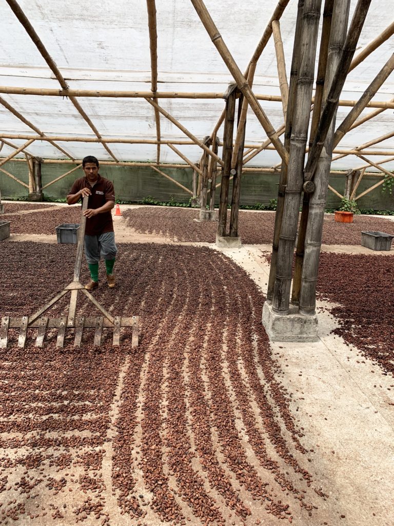 Tavernier Chocolates in Ecuador watching the sun-drying process for cacao