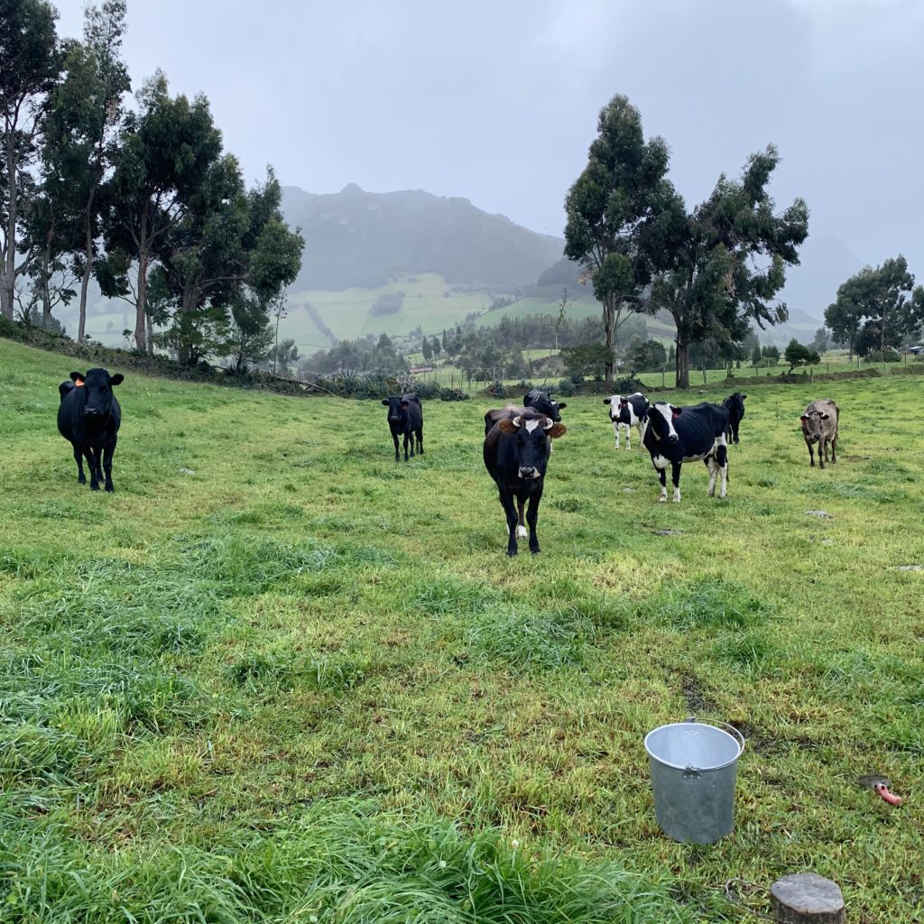 dairy cows in the Ecuadorian Andes with a milk pail