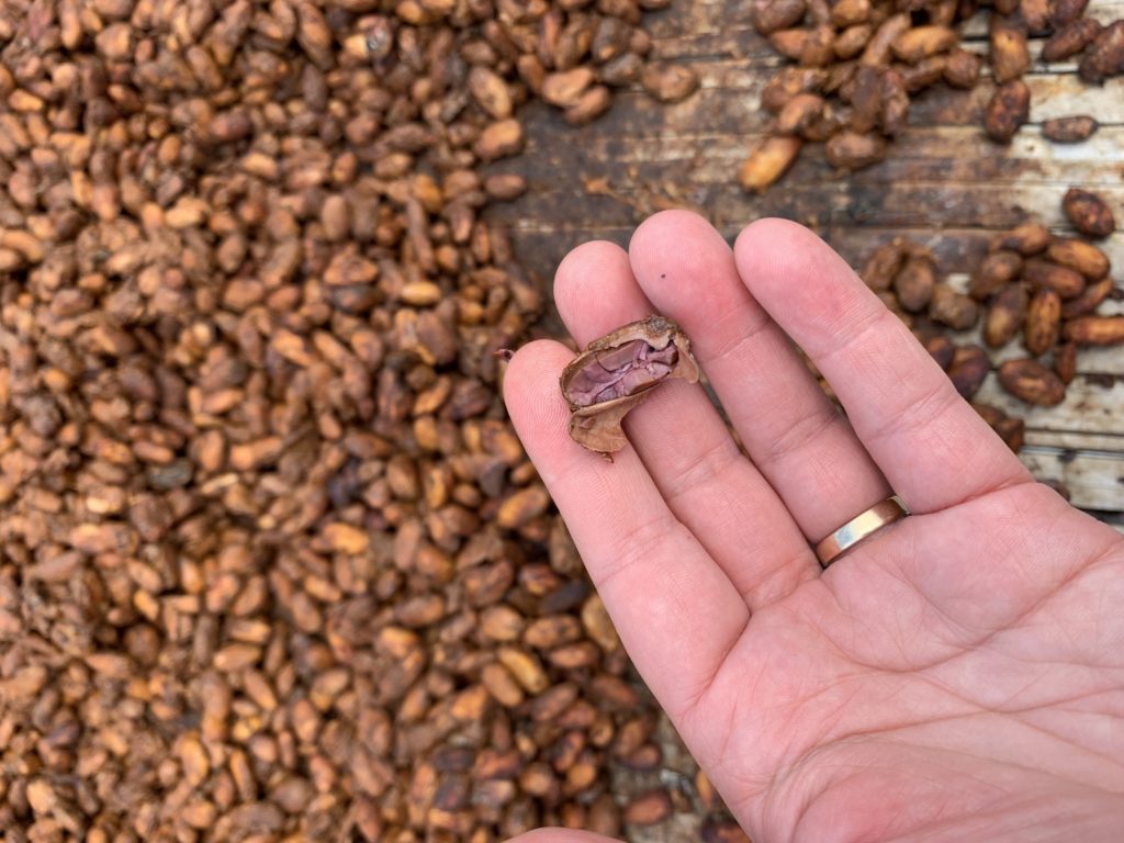 Close up of fermented cacao beans