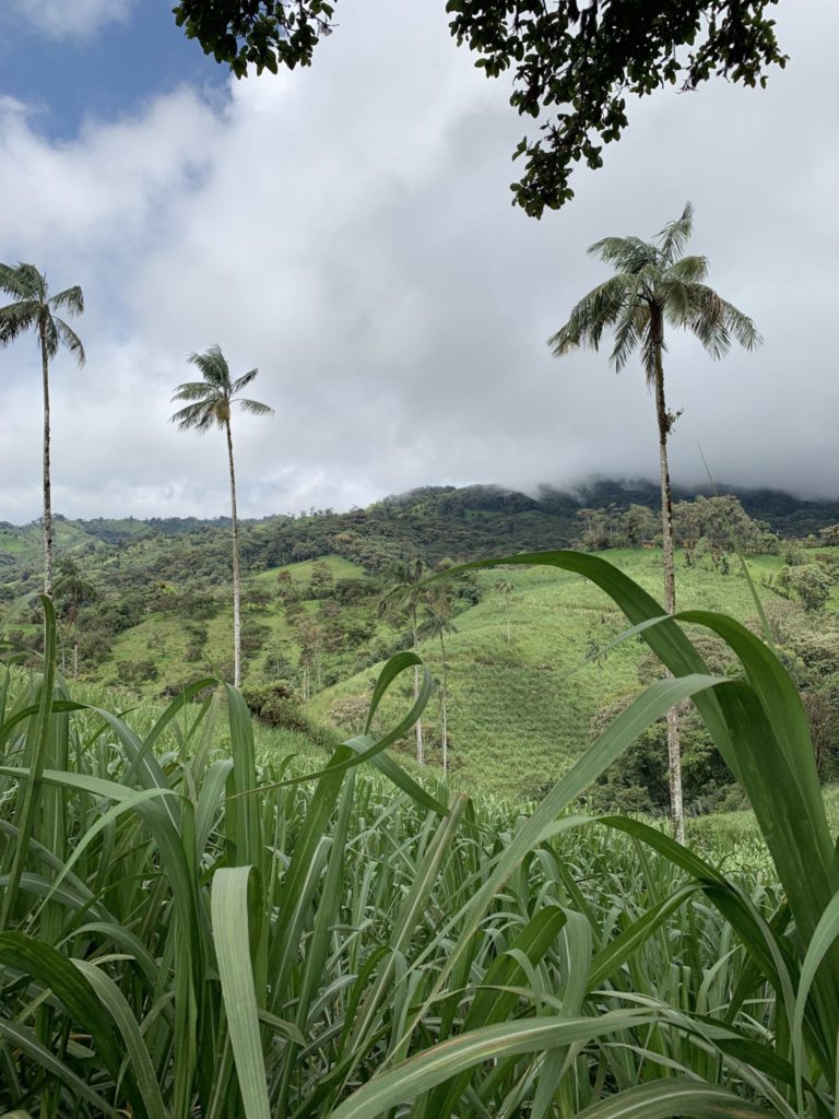 palm trees and sugarcane fields in the ecuadorian andes bordering the amazon