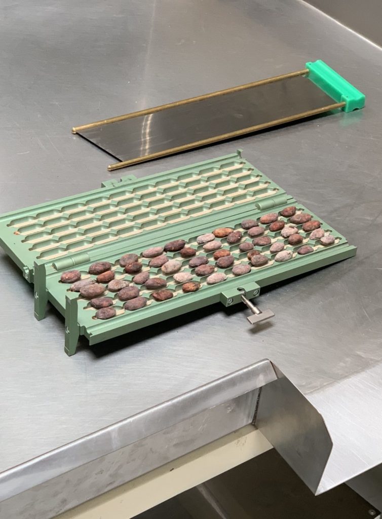 fermented cacao beans getting ready to be cut and graded before roasting