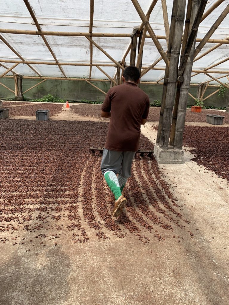 Tavernier Chocolates in Ecuador watching the sun-drying process for cacao