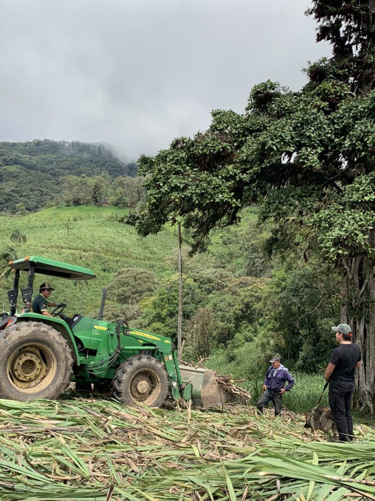 cutting sugarcane in Ecuador