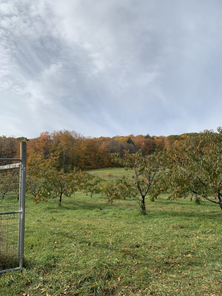 Scott Farm Orchards during the fall