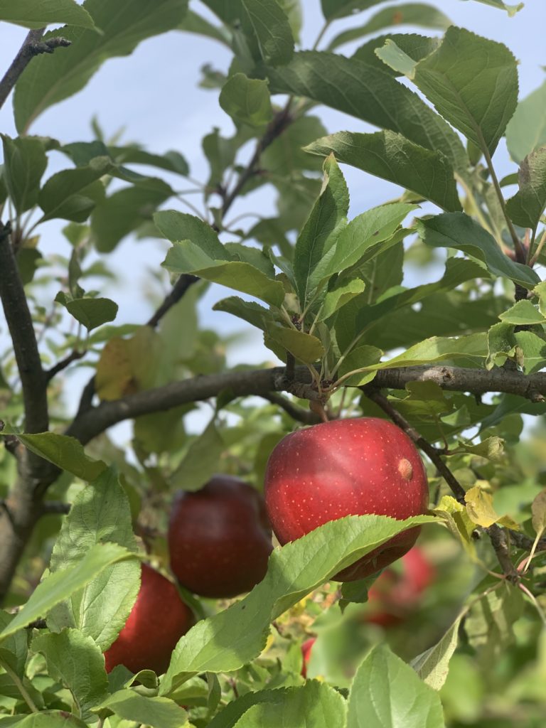 Apples on the tree