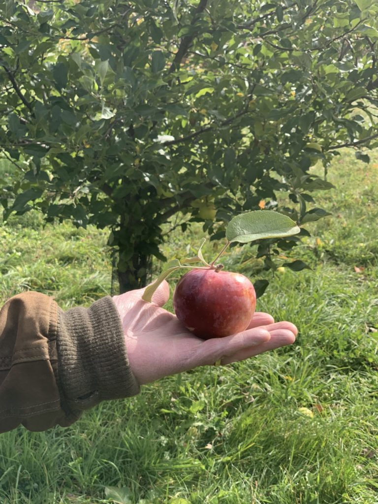 Hand holding a fresh picked apple