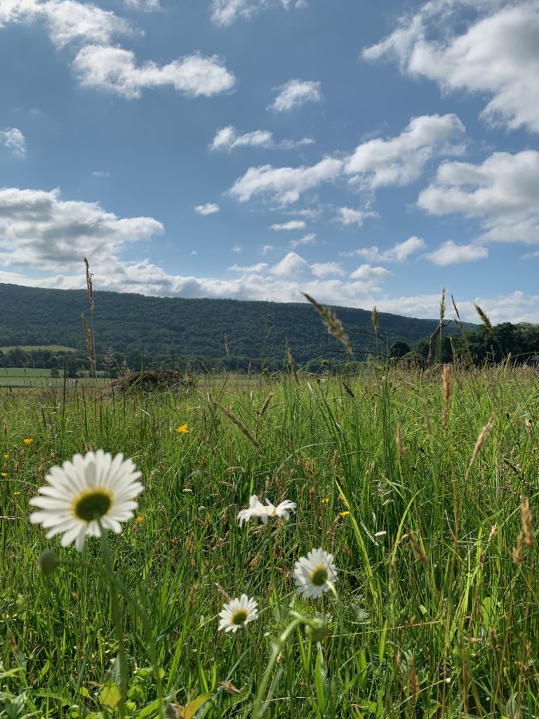 Field in New York wine country with blooming daisies