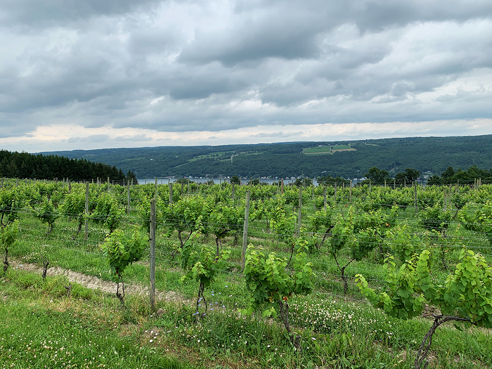 View of rows and rows of grape vines. Beyond the vines is a river flowing through the valley