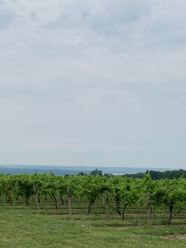 Grape vines in New York state wine country