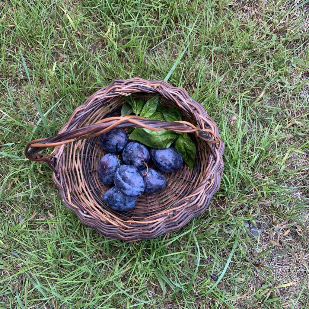 Wicker basket filled with fresh figs and basil on top of the grass